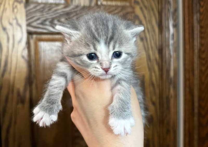 Carousel Slide 4: Cat veterinarians