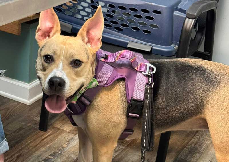 Carousel Slide 3: Dog veterinary care