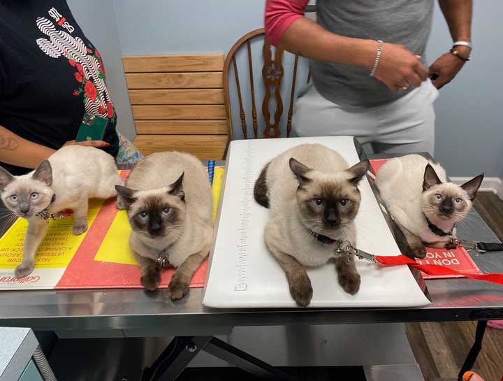 Preventive Care for Cats