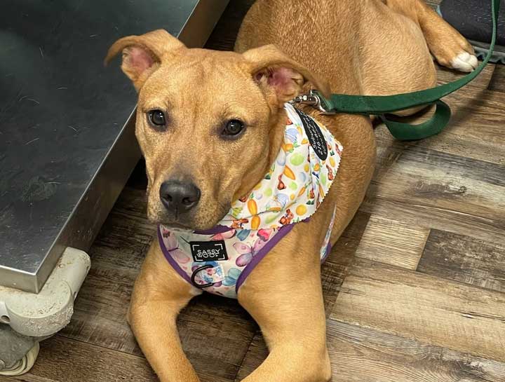 Preventive Care for Dogs